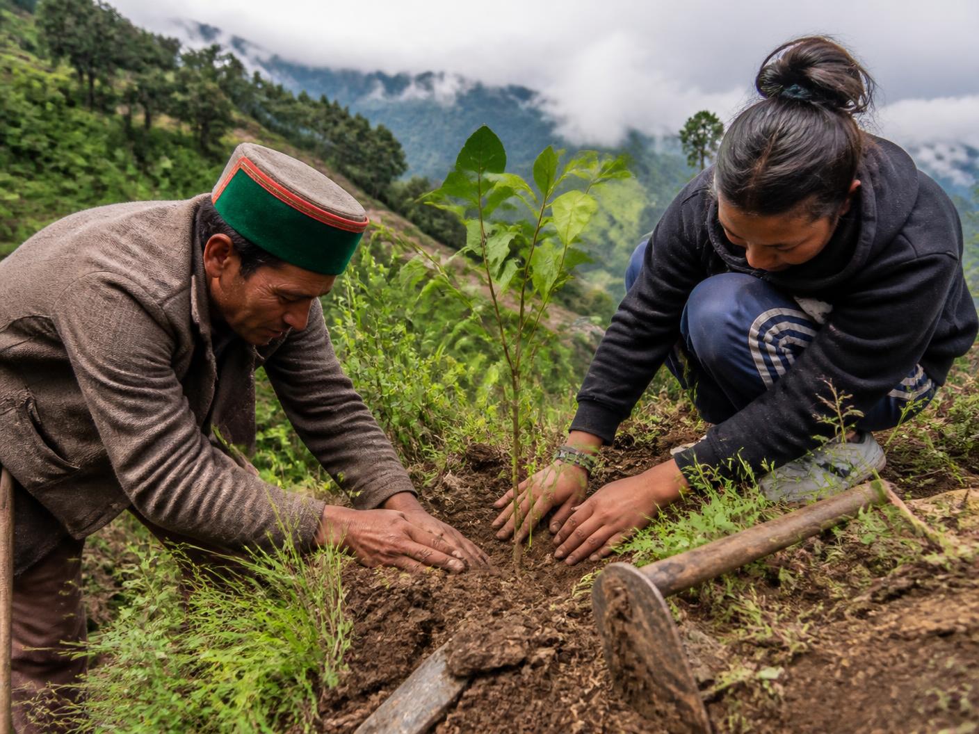 Plantation fieldwork in a Himalayan landscape